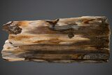 Impressive Washington Petrified Wood (Fir) Table #227320-1